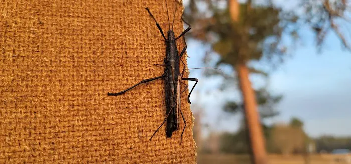 Stokes Mosquito and Pest Services Picture 3
