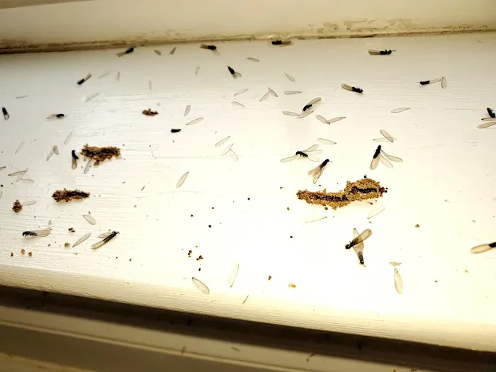 Mountaineer Pest Services Picture 5