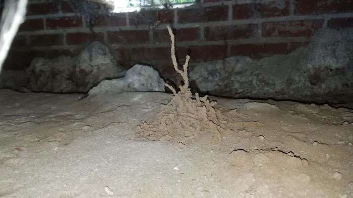 Mountaineer Pest Services Picture 3