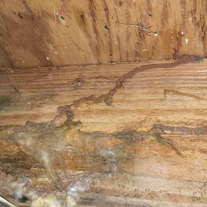 Mountaineer Pest Services Picture 4