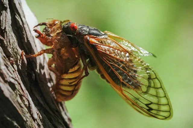 Mountaineer Pest Services Picture 2
