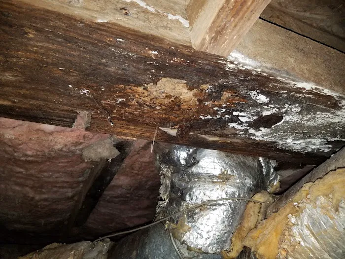 Mountaineer Pest Services Picture 1