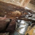 Mountaineer Pest Services