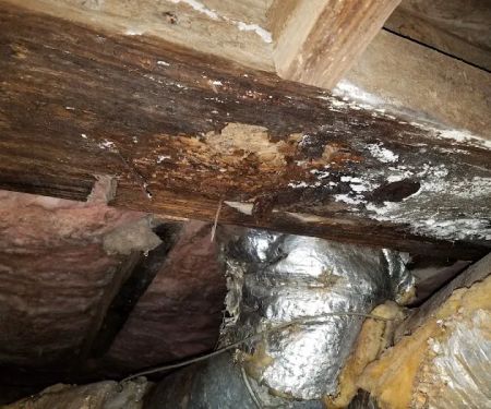 Mountaineer Pest Services