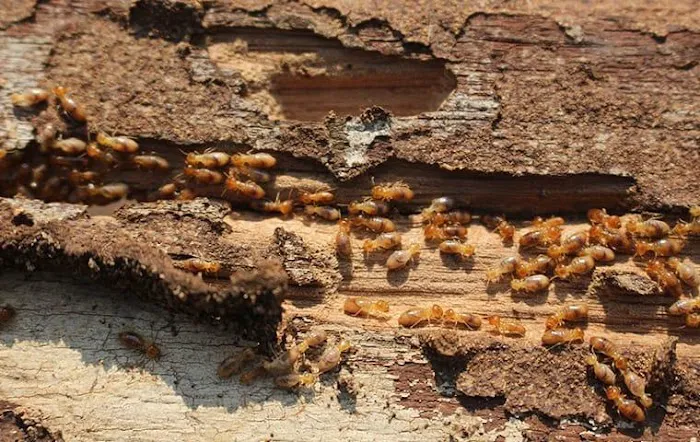 Jury Pest Services Picture 5