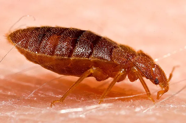 CMAC Pest Control LLC Picture 3