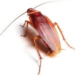 CMAC Pest Control LLC