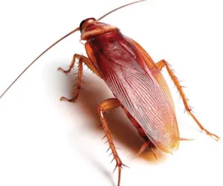 CMAC Pest Control LLC