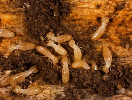 CMAC Pest Control LLC Picture 4