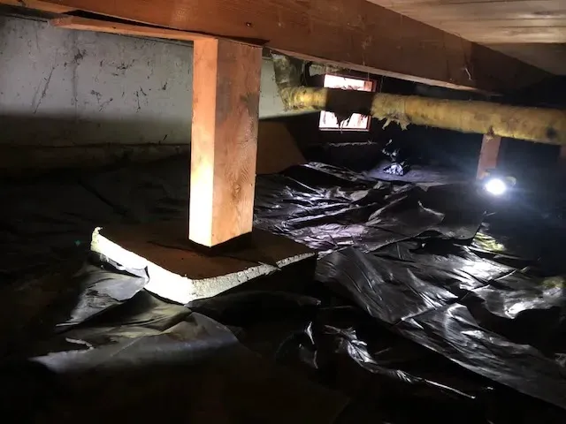 ProCore Pest Control Picture 7