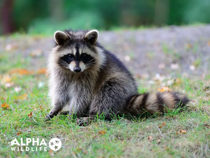 Alpha Wildlife Charleston Picture 1