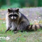 Alpha Wildlife Charleston