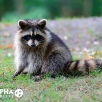 Alpha Wildlife Charleston ico