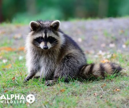 Alpha Wildlife Charleston