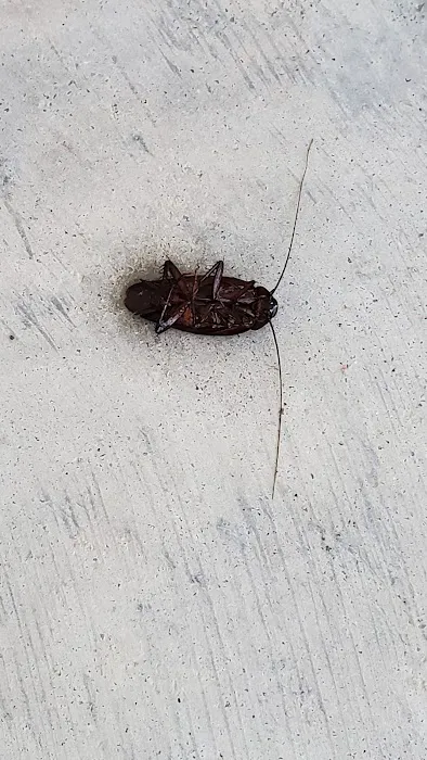 ProCore Pest Control Picture 10