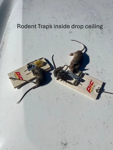 ProCore Pest Control Picture 1