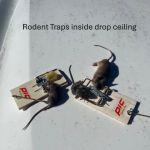 ProCore Pest Control