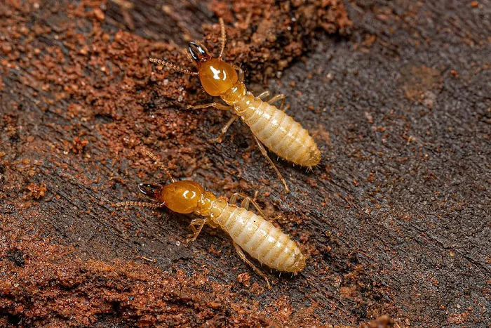 ProCore Pest Control Picture 3
