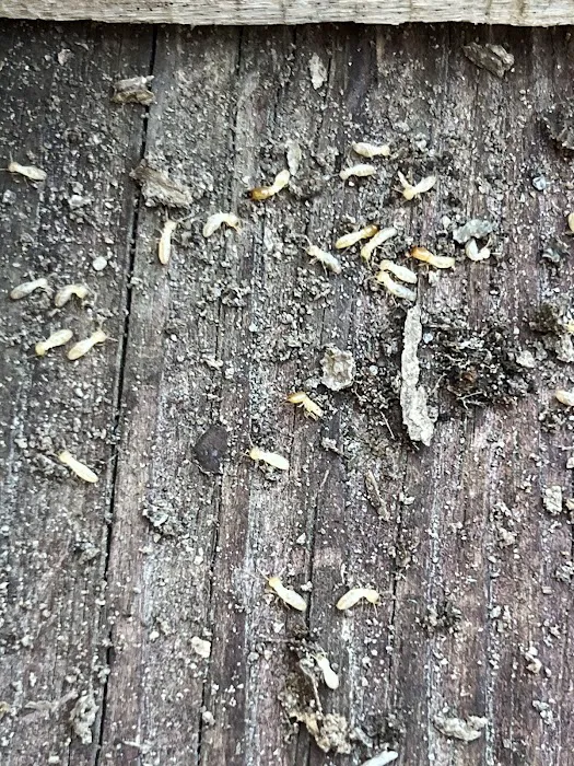 The Bug Boys of Charleston Picture 9