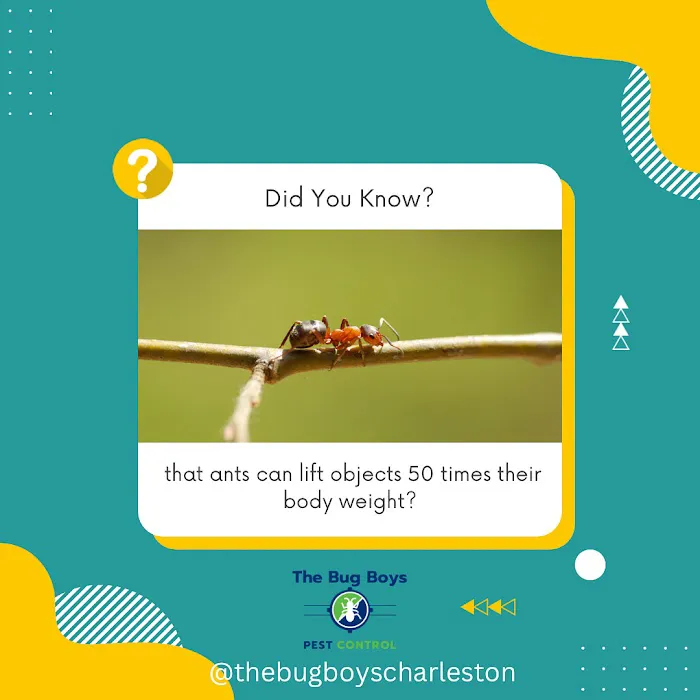 The Bug Boys of Charleston Picture 1