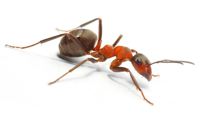 L & L Mosquito & Pest Control Inc Picture 10