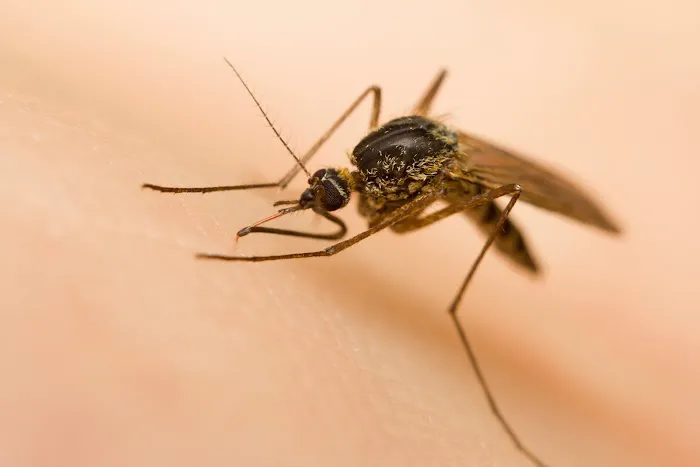 L & L Mosquito & Pest Control Inc Picture 8