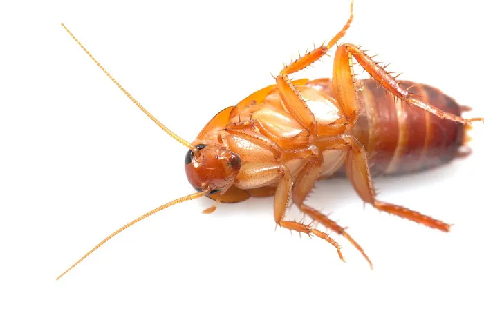 L & L Mosquito & Pest Control Inc Picture 3