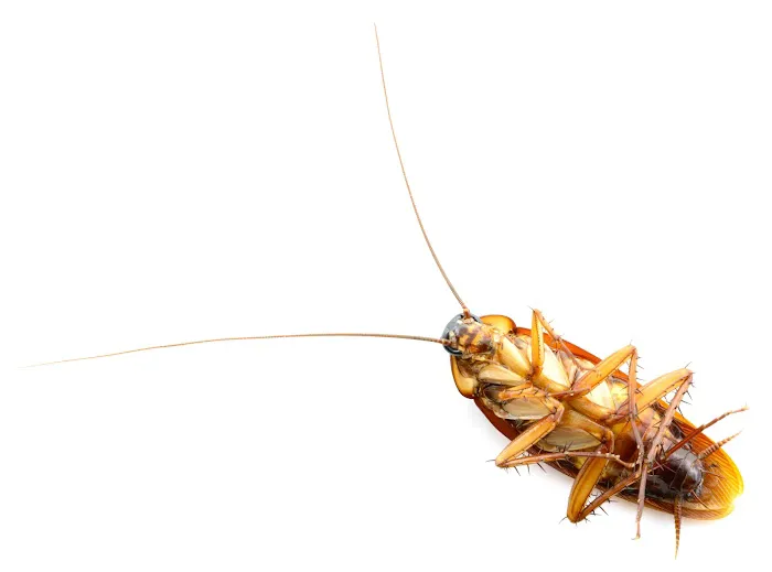 L & L Mosquito & Pest Control Inc Picture 7
