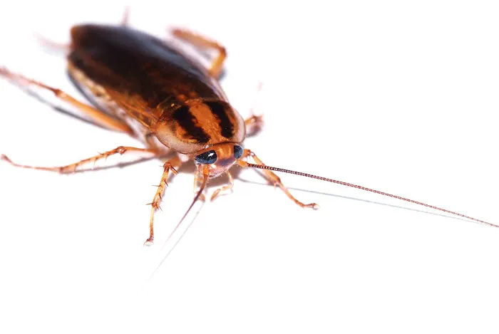 L & L Mosquito & Pest Control Inc Picture 5