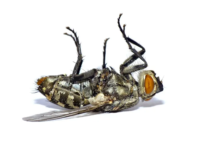 L & L Mosquito & Pest Control Inc Picture 1