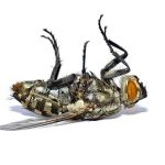 L & L Mosquito & Pest Control Inc
