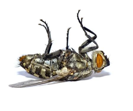 L & L Mosquito & Pest Control Inc