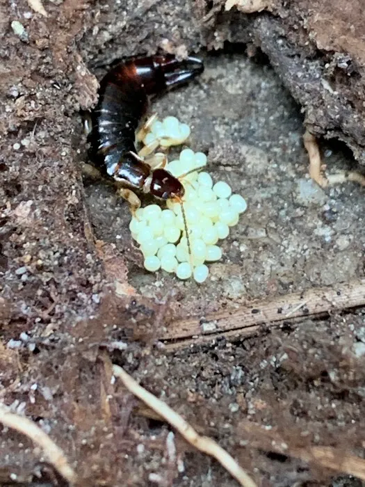 Pinnacle Pest Solutions, LLC Picture 4