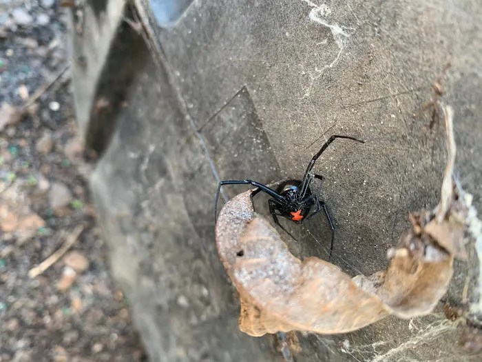 Pinnacle Pest Solutions, LLC Picture 3