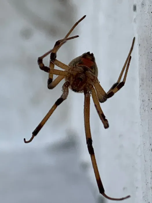 Pinnacle Pest Solutions, LLC Picture 1