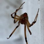 Pinnacle Pest Solutions, LLC