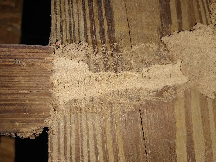 Bee Green Pest Solutions Picture 7