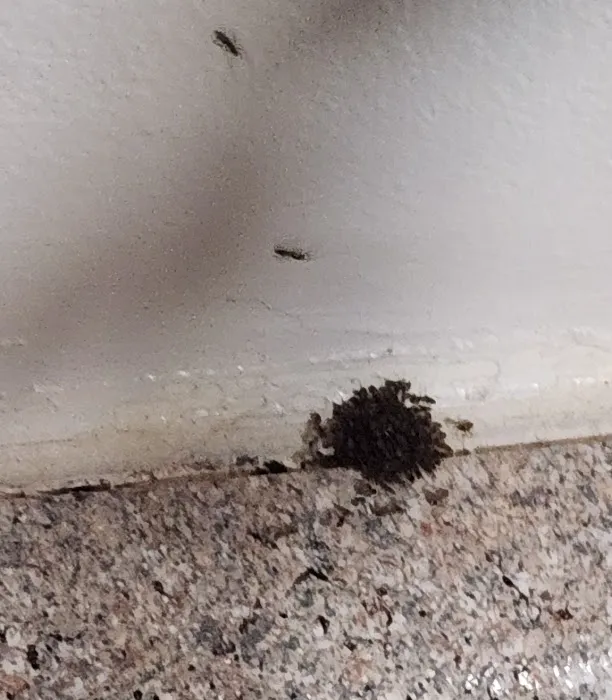 Yates-Astro Termite & Pest Control Picture 1