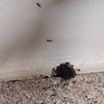 Yates-Astro Termite & Pest Control