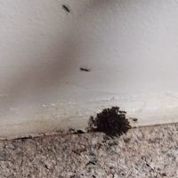 Yates-Astro Termite & Pest Control ico