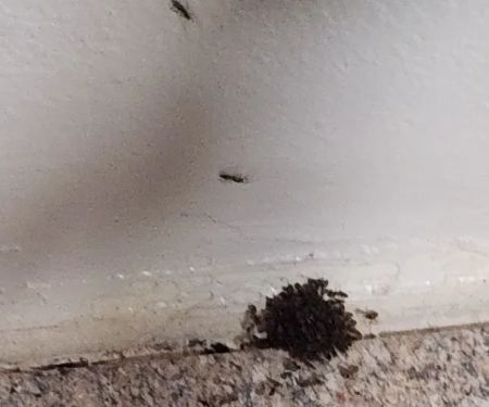 Yates-Astro Termite & Pest Control