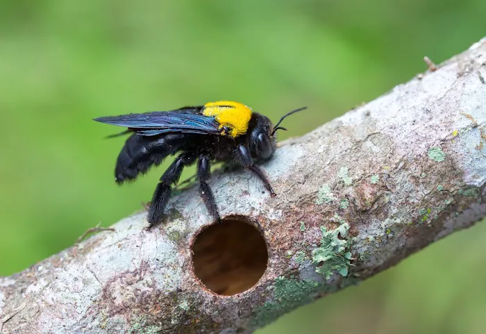 Preferred Pest Control Picture 9
