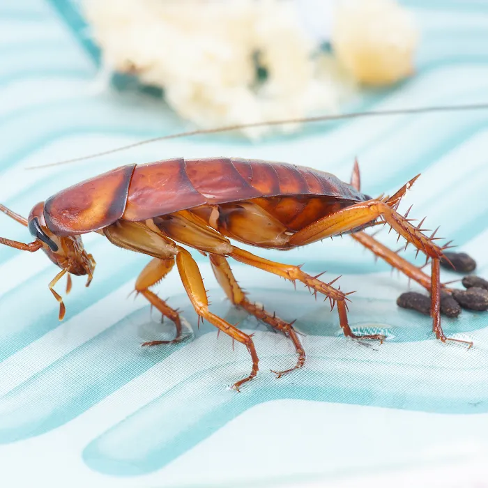Preferred Pest Control Picture 6