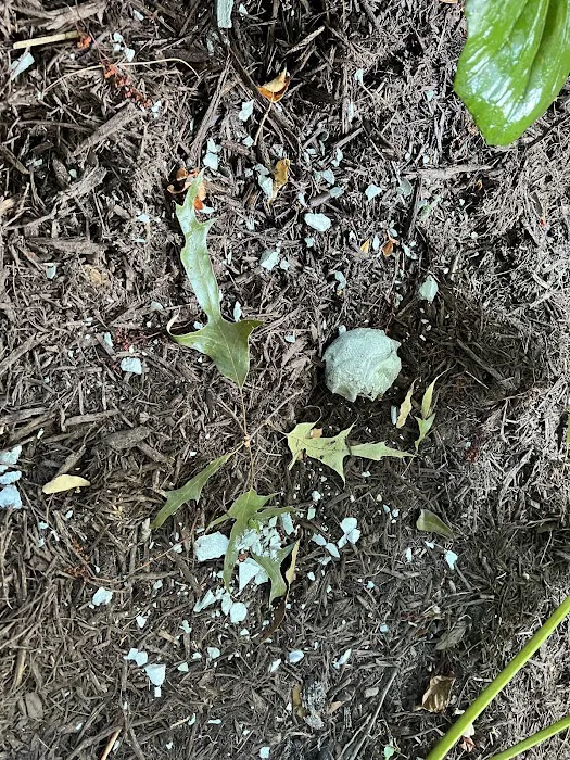 Yates-Astro Termite & Pest Control Picture 10