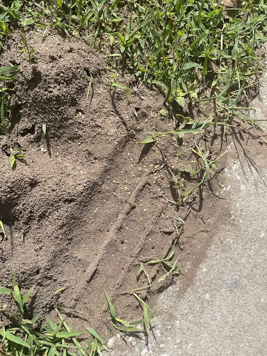 Insight Pest Solutions Picture 5