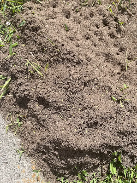 Insight Pest Solutions Picture 7