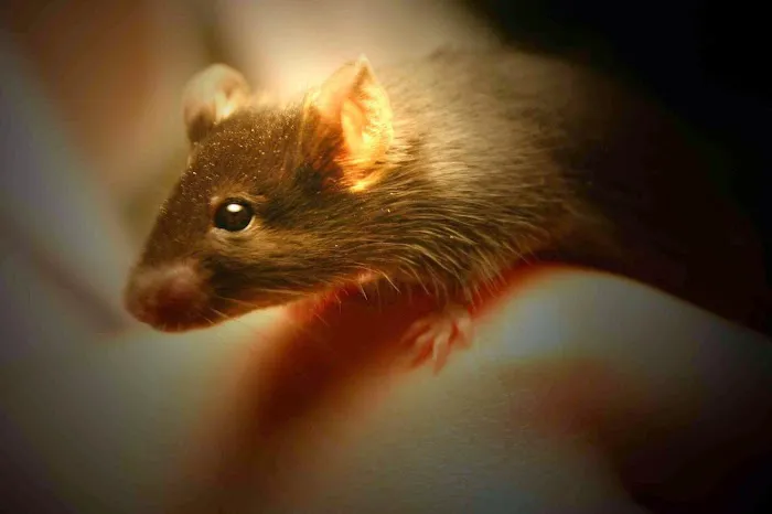 Critter Management Inc Picture 4