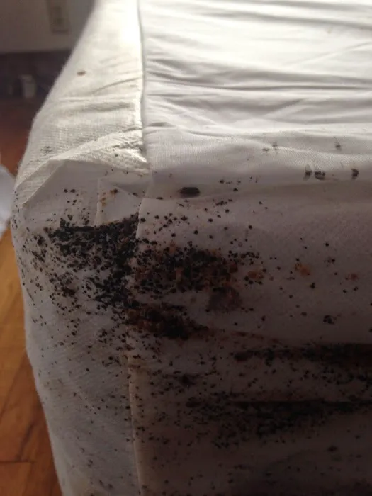 ARAB Termite & Pest Control Picture 3