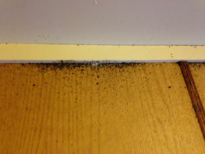 ARAB Termite & Pest Control Picture 4