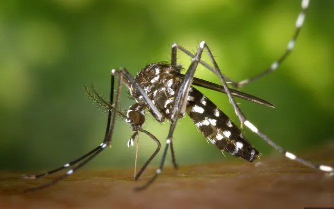 Rhodes Mosquito Relief LLC Picture 6